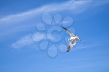 White big seagull flying on blue cloudy sky background