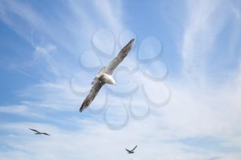 White seagulls flying on blue cloudy sky background