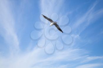 White seagull flying on blue cloudy sky background