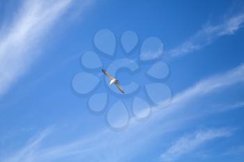 Seagull flying on blue sky background with windy clouds