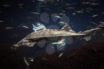 Big Atlantic sturgeon floats in deep blue salt water with other fishes, closeup photo with shallow DOF