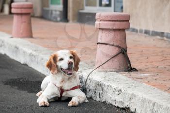 Domestic dog  tied to a street bollard waiting for the owner from a shop