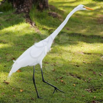 White egret walks on green grass, Dominican republic