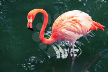 Pink flamingo walking in the water with reflections