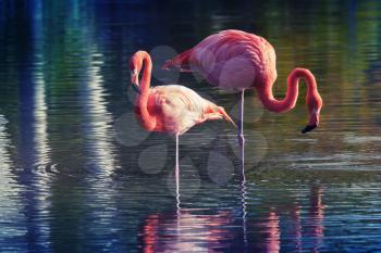 Two pink flamingos standing in the water with reflections. Stylized photo with colorful tonal correction old style filter effect