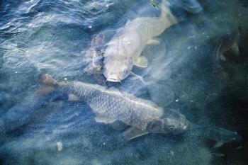 Group of big carps floats in blue water, stylized photo with blue tonal correction filter, selective focus and shallow DOF