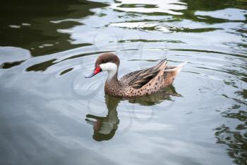White-cheeked pintail Anas bahamensis, also known as the Bahama pintail or summer duck floating on water