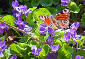Bright spring background with colorful butterfly on flowers