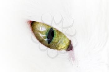 Close up photo of a green yellow cat eye