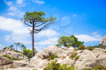 Nature of Corsica island, mountain landscape with pine growing on stones