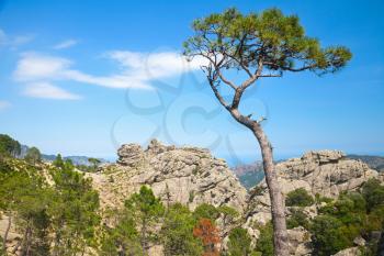 Nature of Corsica island, mountain landscape with pine tree above blue sky background