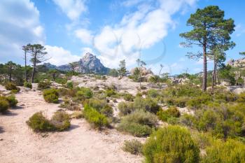 Nature of Corsica island, mountain landscape with pine trees