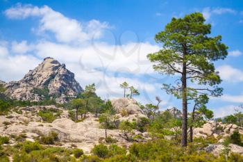 Nature of Corsica island, mountain landscape with pine tree under blue cloudy sky