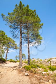 Nature of Corsica island, mountain landscape with pine trees growing on rock