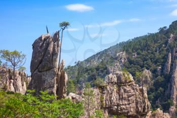 Wild mountain landscape with pine trees growing on rocks. South part of Corsica island, France