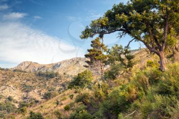 Summer mountain landscape with trees. Montenegro