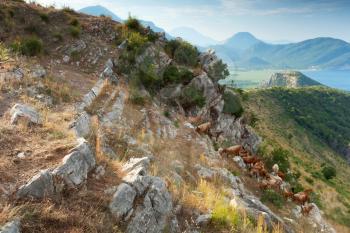 Herd of brown goats in coastal mountains. Montenegro