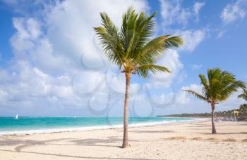 Palm trees grow on empty sandy beach. Coast of Atlantic ocean, Dominican republic