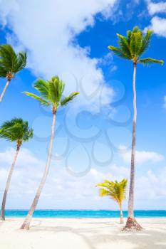 Palm trees growing on sandy beach. Coast of Atlantic ocean, Dominican republic
