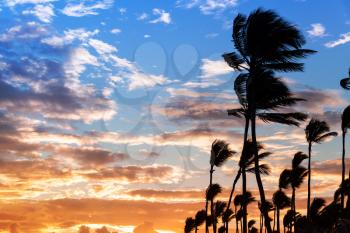 Palm trees silhouettes on colorful morning sky background. Hispaniola island, Dominican republic