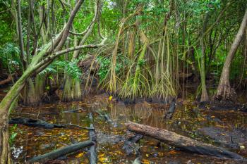 Mangrove trees growing in the water, wild dark tropical forest landscape