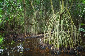 Wild dark tropical forest landscape, mangrove trees growing in the water