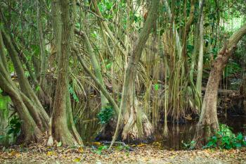 Mangrove trees growing in the water. Empty dark tropical forest landscape