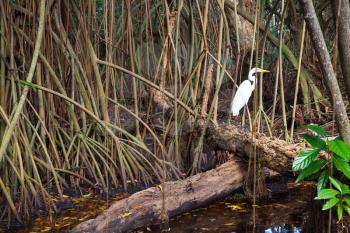 White heron in wild tropical forest, mangrove trees growing in the water