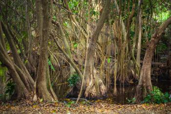 Mangrove trees growing in the water. Empty dark tropical forest landscape photo