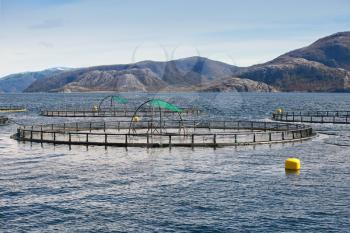 Norwegian fish farm with round cages for salmon growing in fjord