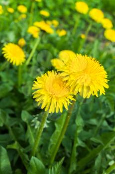 Fresh bright yellow dandelion flowers grow on spring meadow. Vertical photo with selective focus