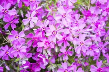 Phlox subulata. Bright pink spring flowers background. Macro photo with selective focus