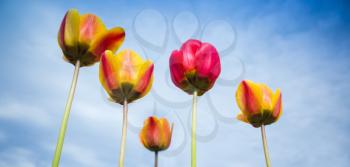 Colorful tulip flowers over blue cloudy sky background, closeup photo with selective focus