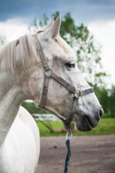 White horse on a leash, close up outdoor photo