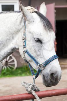 White horse close-up portrait, Russian farm