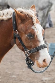 Brown horse with braided mane, closeup vertical portrait