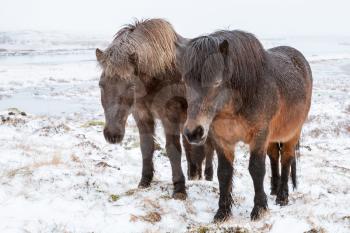 Two Icelandic horses stand on winter meadow