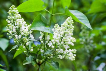 White lilac flowers, closeup photo of flowering woody plant in summer garden