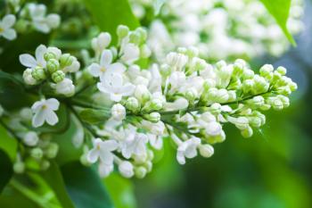 White lilac flowers, macro photo of flowering woody plant in summer garden