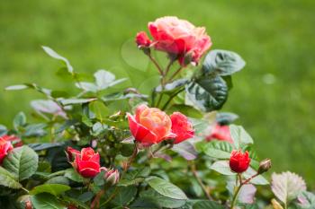 Red roses grow in summer garden. Closeup photo with selective focus