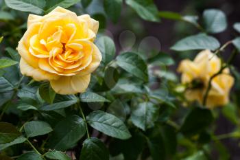 Yellow roses in dark garden. Closeup photo with selective focus