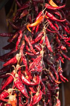 Red hot dry peppers hanging on market