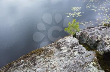 Ladoga lake coast, natural landscape. Pine tree grow in crack of a coastal rock