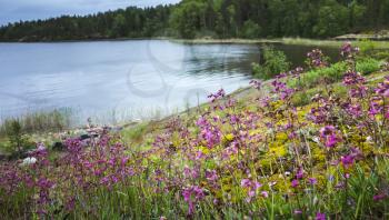 Ladoga lake landscape, colorful wild flowers and grass grow on the coast 