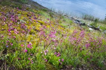 Ladoga lake landscape, pink flowers and grass grow on coast in summer day