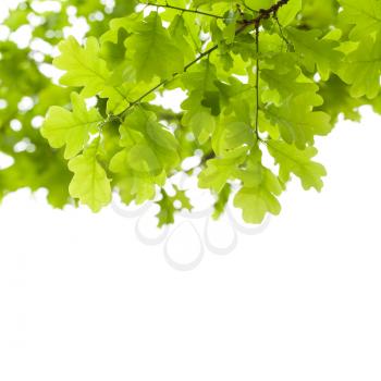 Green oak tree leaves over white background. Natural close-up vertical photo with selective focus