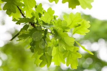 Fresh green oak tree leaves over white background. Natural close-up vertical photo with selective focus