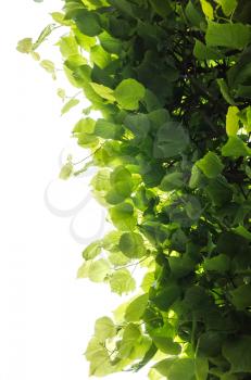 Fresh green tree leaves over white background. Natural close-up vertical photo with selective focus