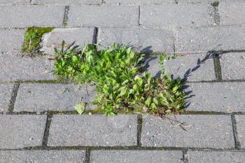 Small green plants grow in holes of urban cobblestone pavement