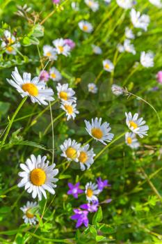 Summer flowers grow on green meadow, natural vertical background photo with soft selective focus